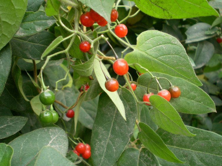 在《全国中草药汇编》中提到苦茄的作用:"清热解毒.