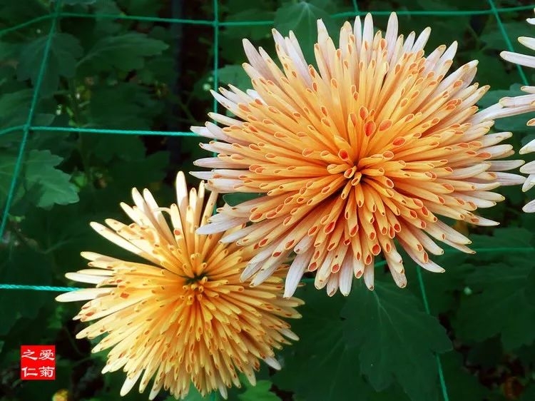 菊花的选美大赛颜色形态各不同总有一种能打动你