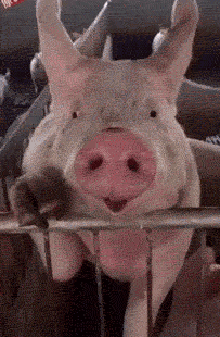 抱猪的gif图片