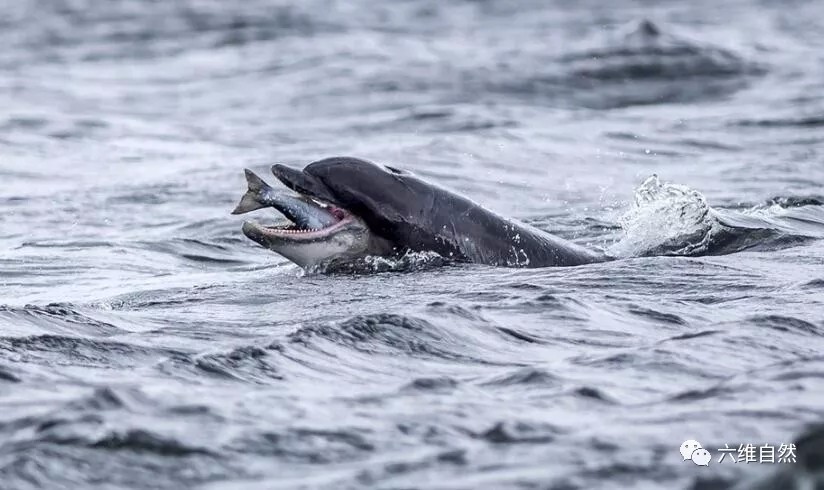 海豚是如此吞食鲑鱼,将鲑鱼抛出水面再等其落入海豚口中!