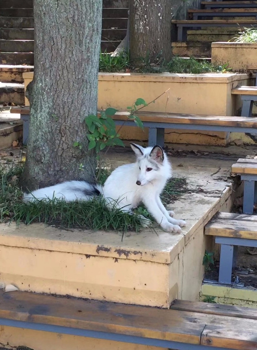 大学校园来了萌宠白狐狸 大方不怕人 学生:修行千年下凡了|白狐狸