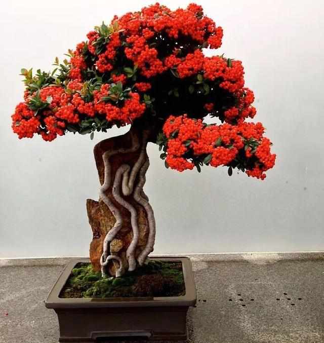 沿海红木盆景盆栽智利树可爱的火棘小小苹果树,长出一颗大苹果红枫