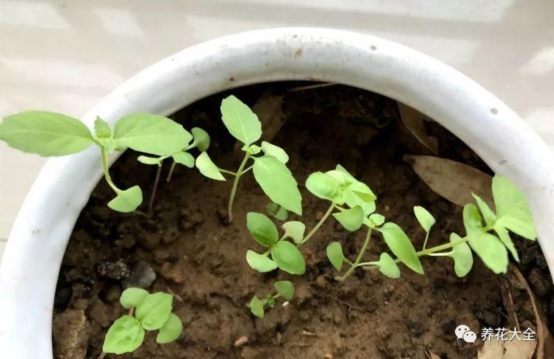 在家种一盆紫苏,好看又好养,连调料都不用买了!