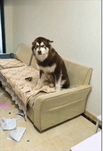 把阿拉斯加给朋友养几天,次日朋友发来照片,这狗我不要了炖了吧