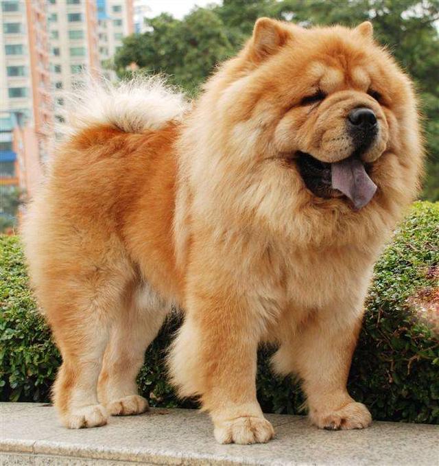 养一只松狮犬的真实体验,大脑袋有大智慧,只是它有时不愿理你!