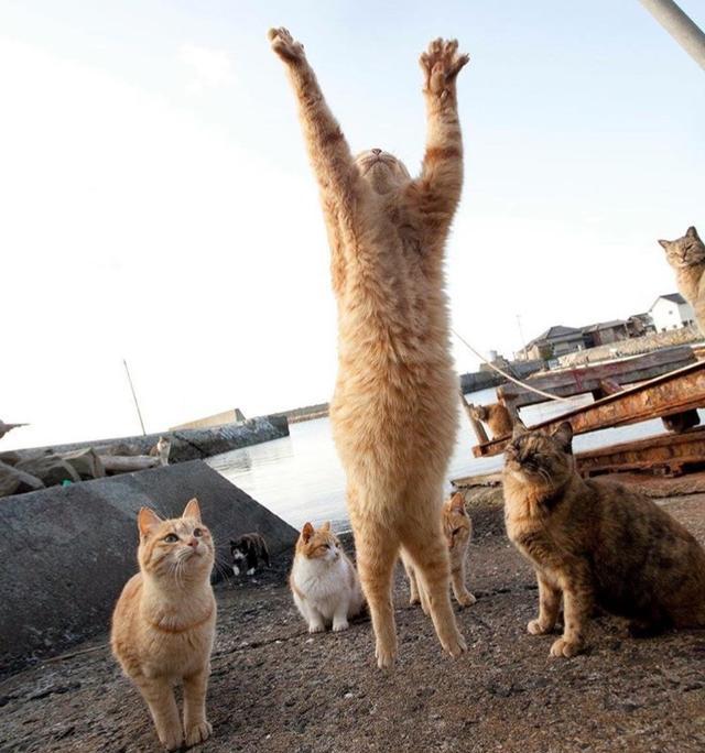 旋转跳跃我闭着眼!喵星人飞起来真是满满的搞笑感啊!