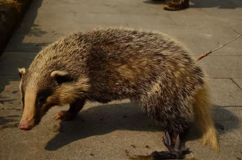 小獾猪偷吃被抓,于是变成了美味.