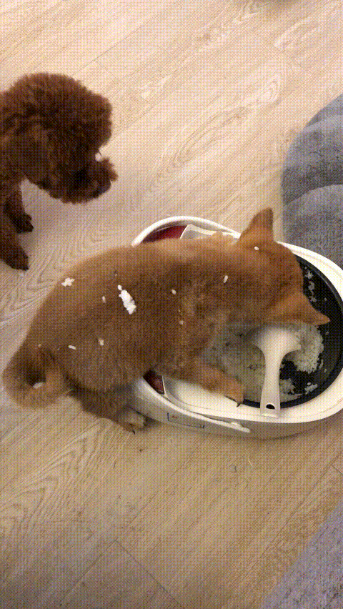 养一只"饭桶狗"是什么样的体验?直接钻到锅里吃!真叫人头疼