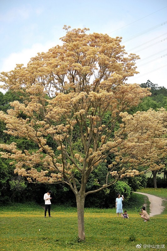 中山这棵"网红树",最近刷爆朋友圈|紫马岭公园|鱼|蝴蝶_新浪新闻