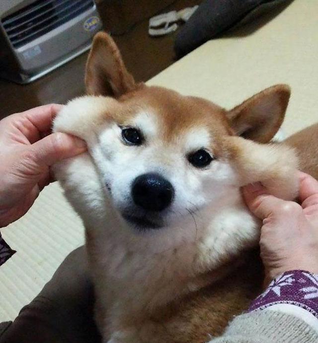 狗狗被捏脸蛋的神表情可爱死喽我的汪