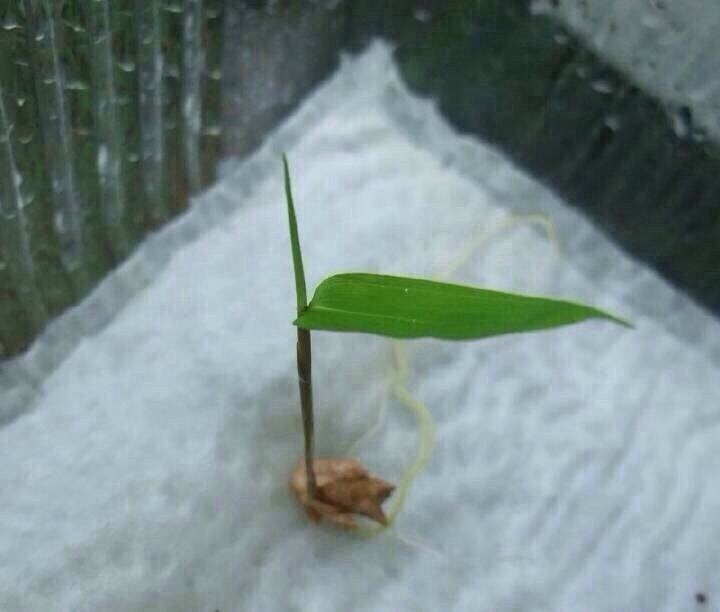 竹子的种子即竹米,是竹子延续后代的最传统的方式.