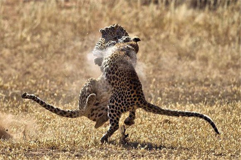 俩花豹打架,一只豹子输后竟不顾形象这么做,旁边花豹一脸蔑视