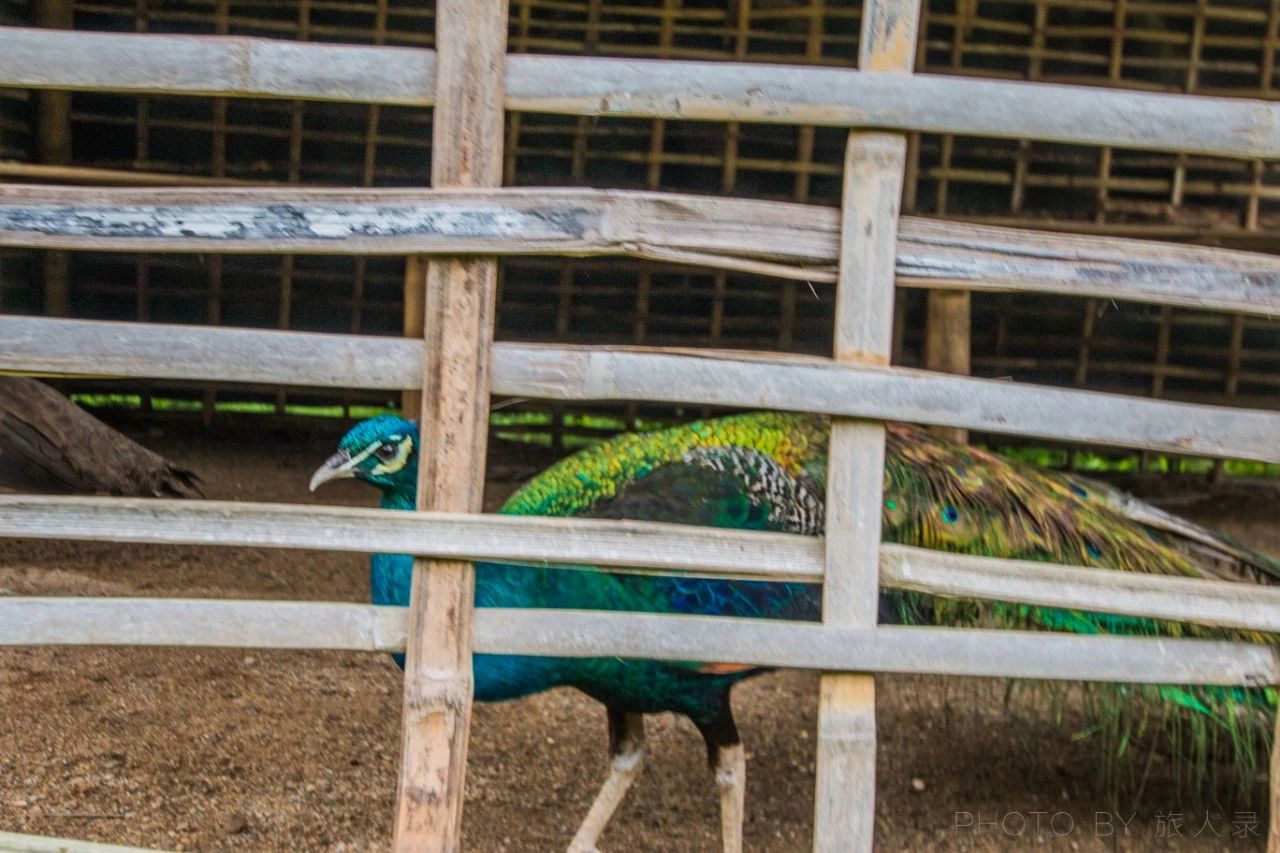 有多少人羡慕这只孔雀,房子通透坐北朝南,市中心地段环境优美