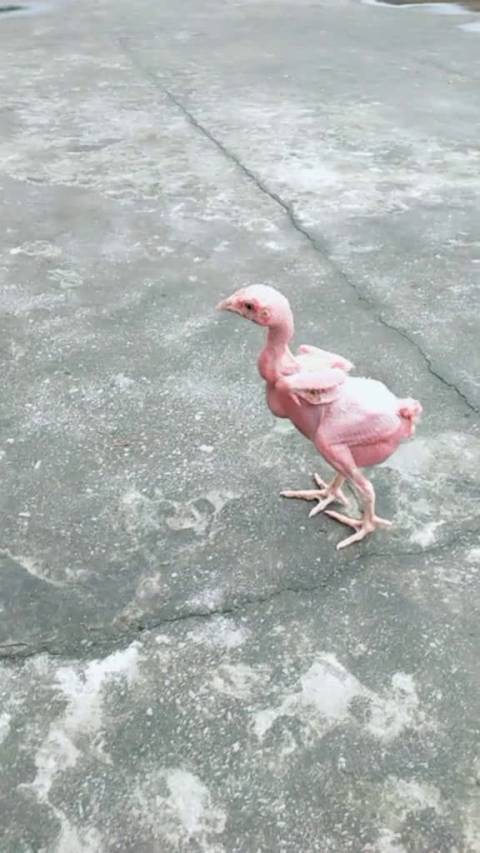 一毛不拔的鸡
