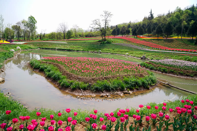 秦岭国家植物园里漫山遍野开满鲜花郁金香花海五彩缤纷
