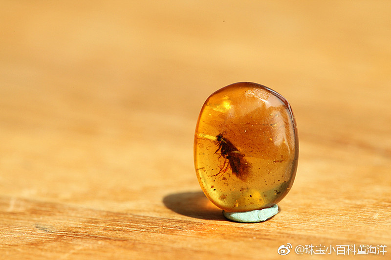 琥珀里不一定有长颈鹿,但一定可以有只石蛾|琥珀|长颈鹿|虫珀_新浪新闻