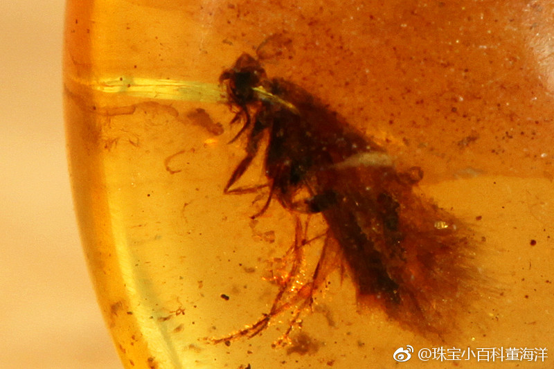 琥珀里不一定有长颈鹿,但一定可以有只石蛾_新浪新闻
