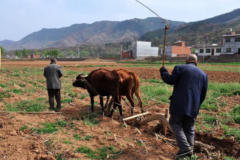 还依靠牛来耕地吗?欢迎