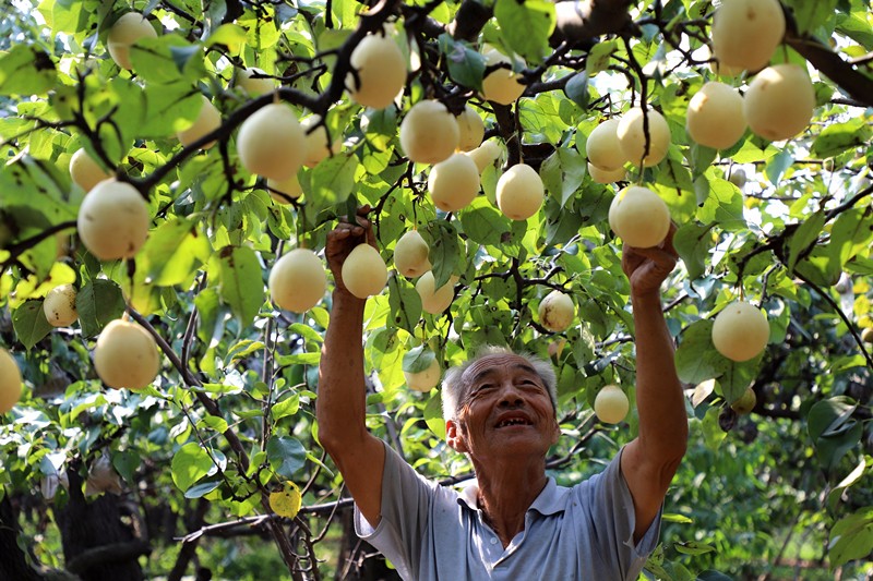 树上结出致富果河北村民20万亩鸭梨热销全国总产值达161亿元