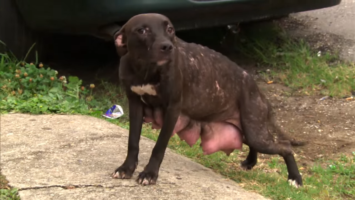 流浪狗涨奶到站不起,获救后却不肯离开,只为找到自己饥饿的孩子