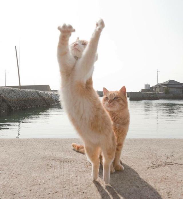 旋转跳跃我闭着眼!喵星人飞起来真是满满的搞笑感啊!