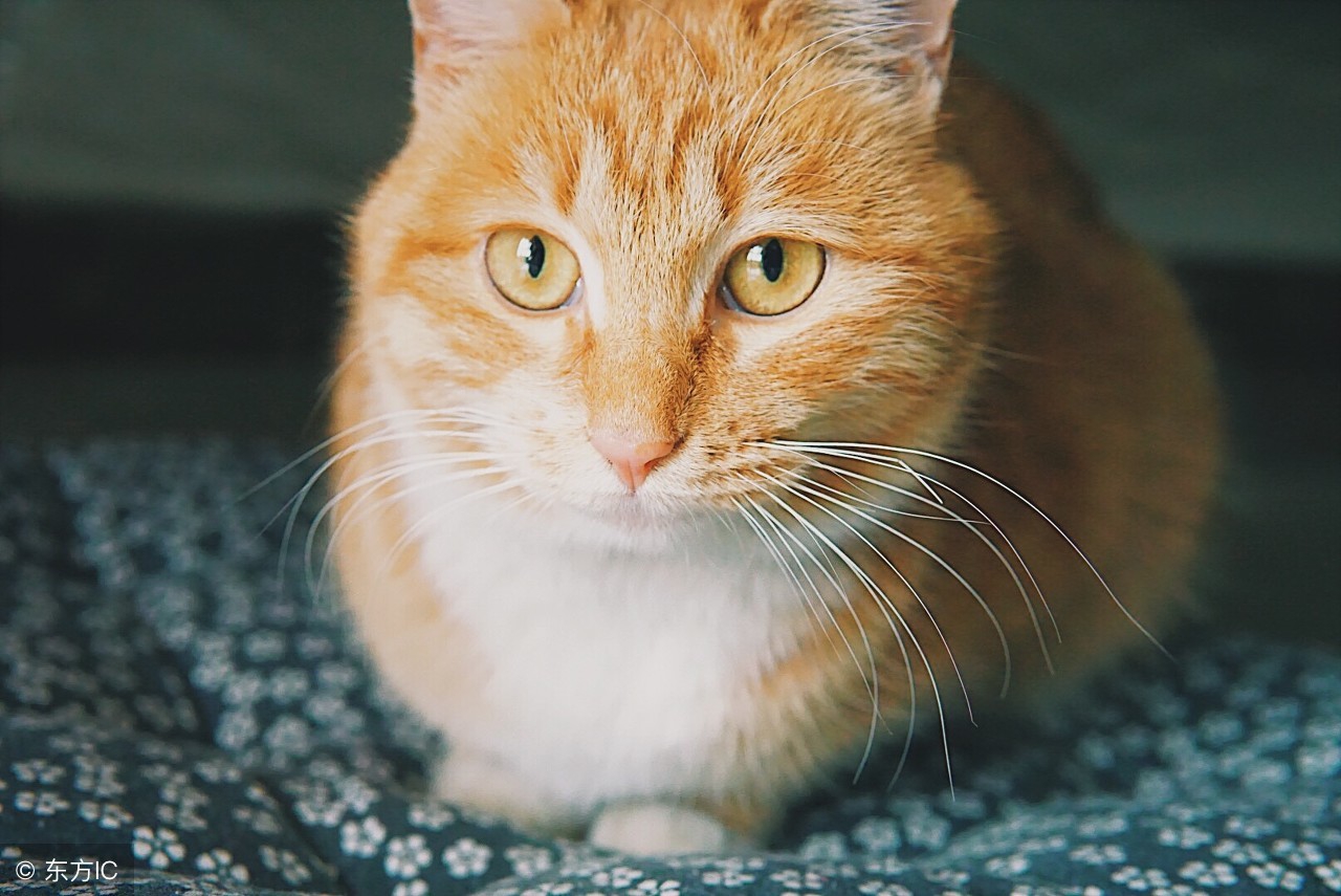 网友带回一只小奶猫,橘猫每天饱受折磨,橘猫:赶紧把它给我弄走