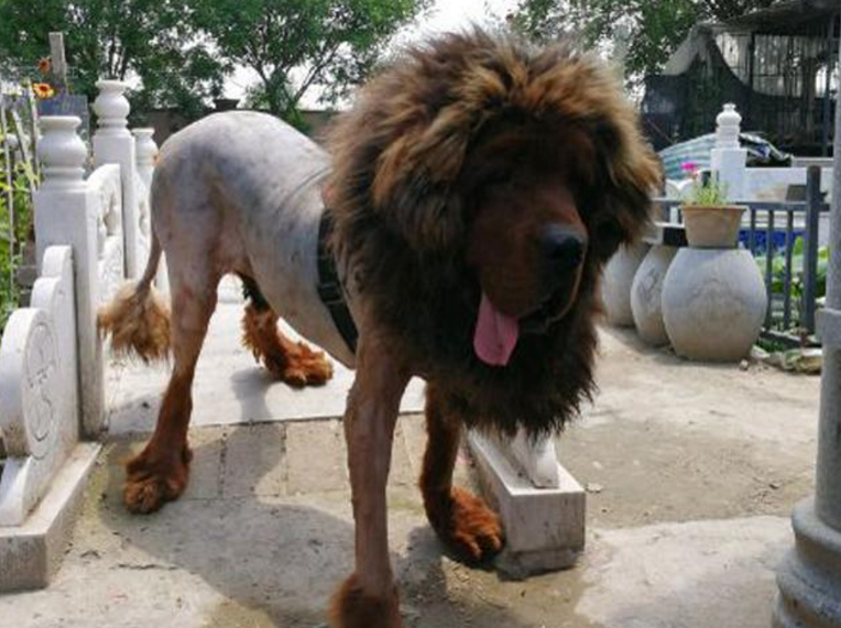 主人怕藏獒夏天热亲自动手给它剃毛剃完后狗主人懵圈了