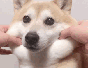 狗狗被捏脸蛋的神表情可爱死喽我的汪