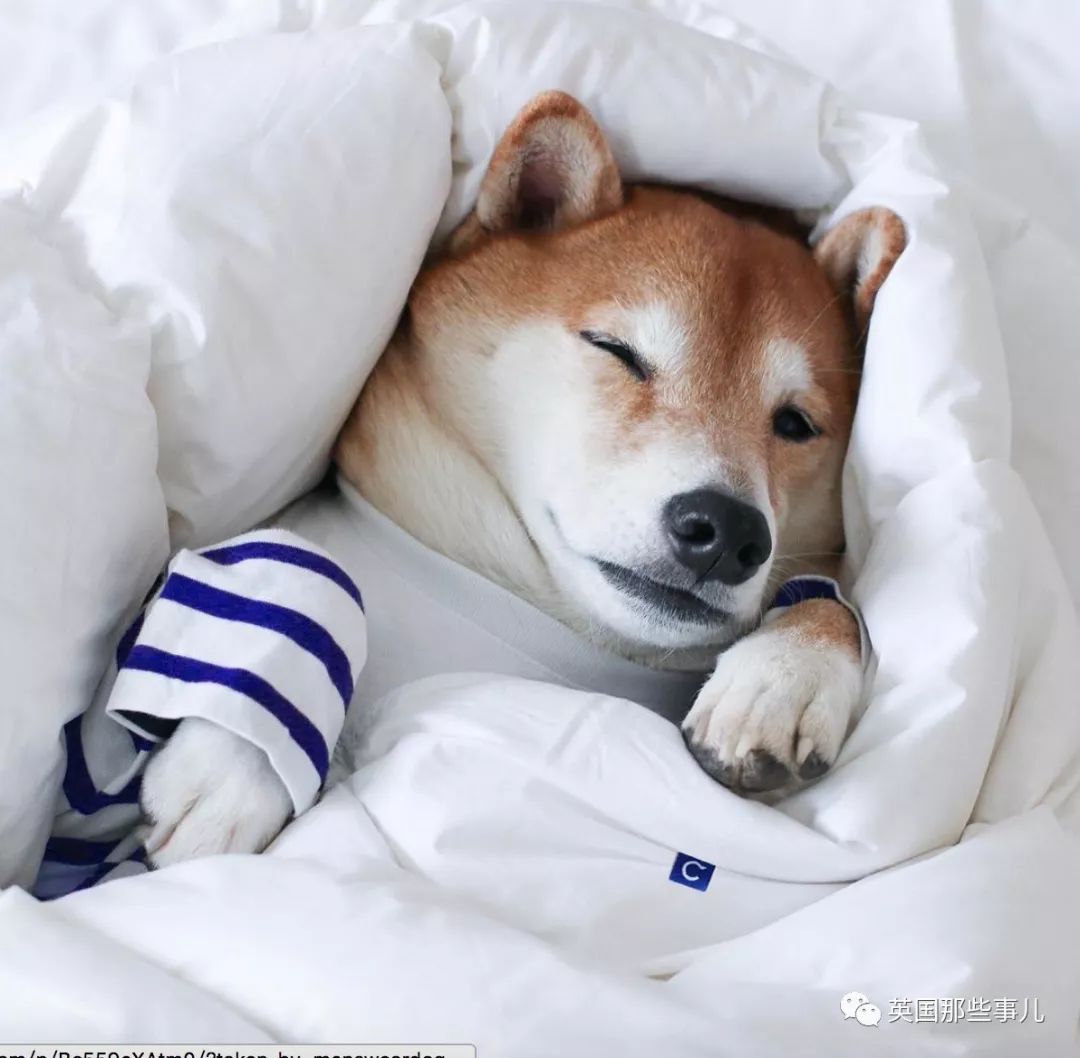 被称为男装狗的柴犬真的有被它帅到啊