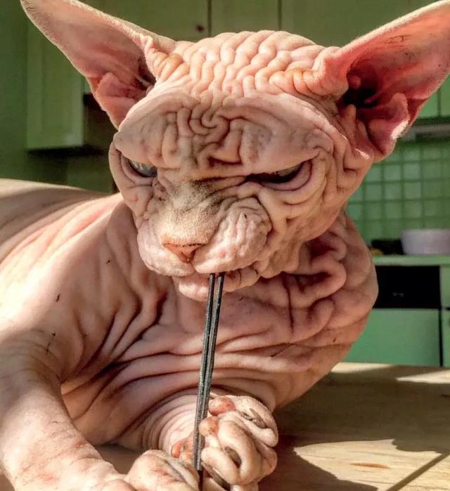世界上最"丑"的宠物猫,古埃及神同名,全身褶皱还有5000粉丝