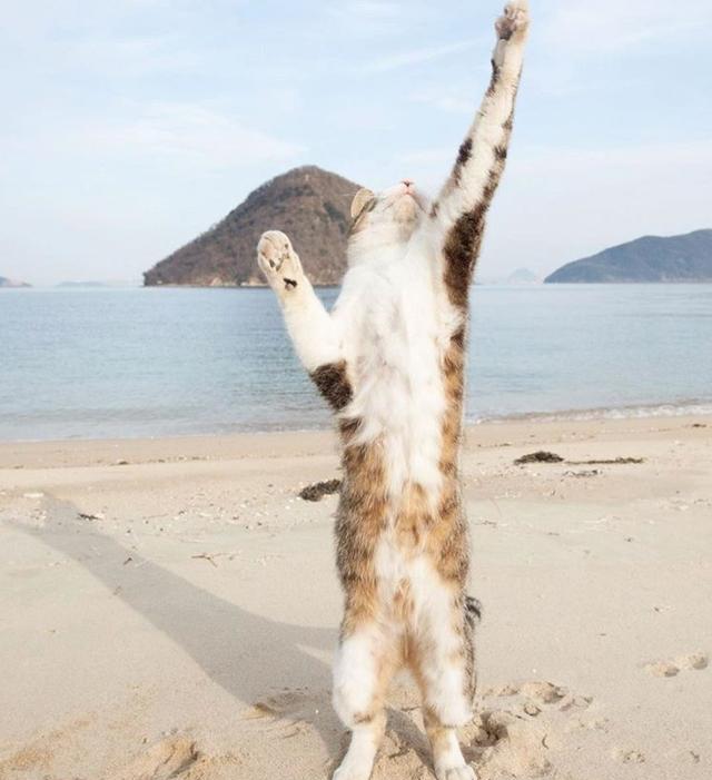 旋转跳跃我闭着眼!喵星人飞起来真是满满的搞笑感啊!