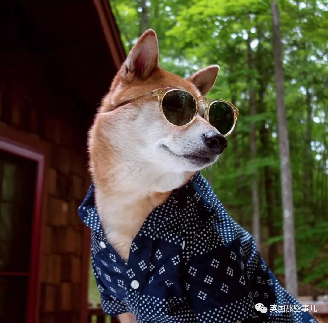 被称为男装狗的柴犬真的有被它帅到啊