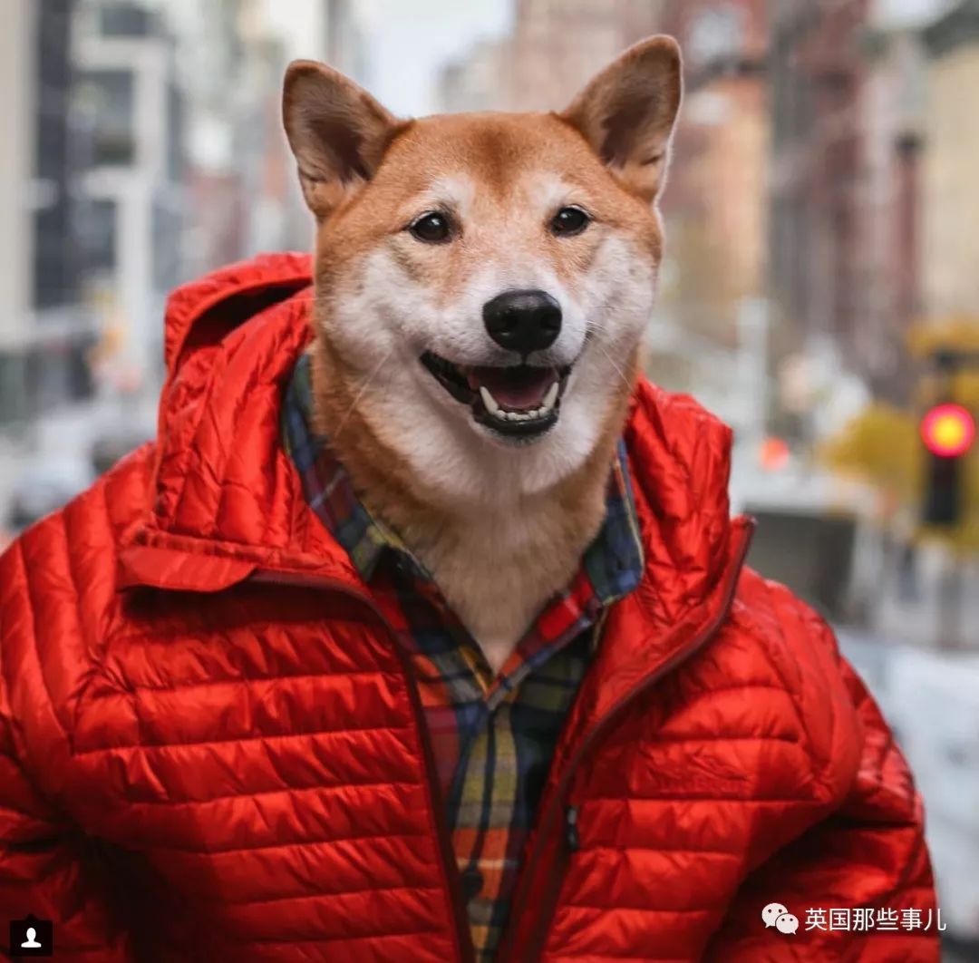 被称为男装狗的柴犬真的有被它帅到啊