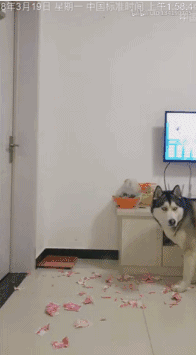 出门前对二哈说拆家就吃了你,当主人看了监控,这下真要吃了?