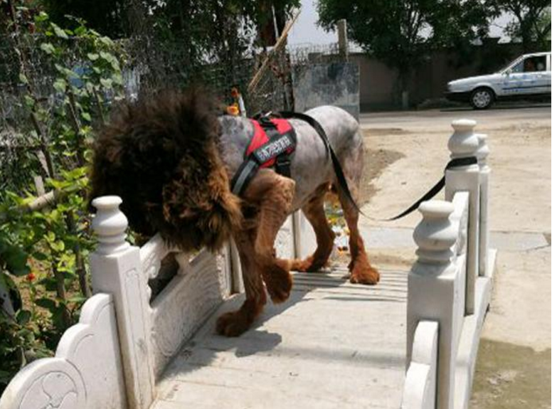 于是,便买来了推子,想大显身手给藏獒剃毛.