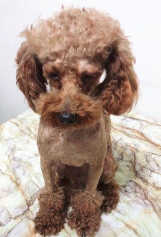 铲屎官给泰迪修完毛后,狗狗表情亮了,好不嗨森哦!