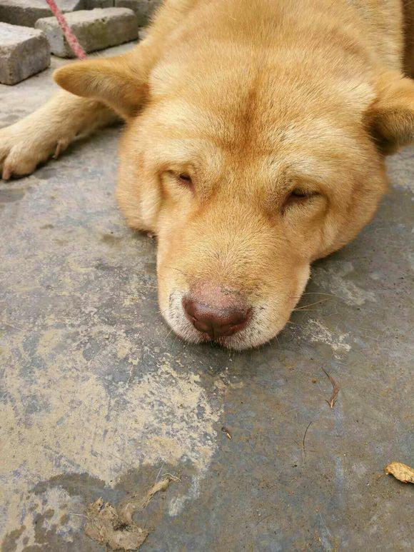 从一位老奶奶手上买来的成年大黄,虎头虎脑的,感觉自己赚大了!