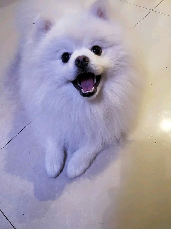 你给我剪毛也不和我商量一下,你给我弄成这样,我不喜欢|博美犬|博美