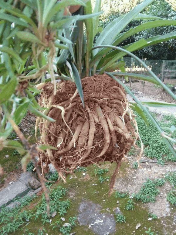 给花吃个大力丸,根上长满小葫芦,花盆都被撑爆了!