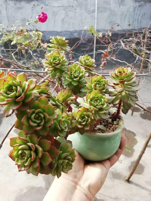 给多肉吃个梨呼呼长成胖娃娃看着都想咬一口