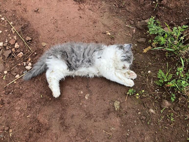 千万不要让猫靠近阳台我家猫从24楼摔下去死了