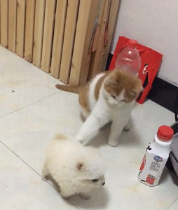 小奶狗傻愣愣的,橘猫为了引起它的注意,假装滚过去将它推倒!