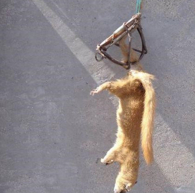 70岁大爷就利用自制神器,第2天就抓到"小偷"|大爷|小偷|黄鼠狼_新浪网