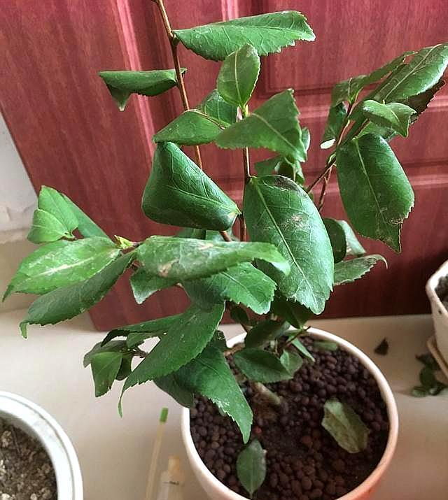 养茶花最容易遇到叶子焦枯的问题,做好几点,养好茶花,开花不断