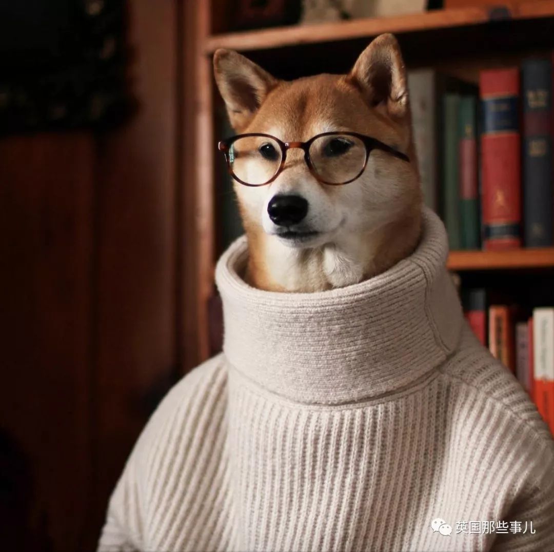 被称为男装狗的柴犬真的有被它帅到啊