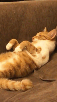 猫|主人|肥猫_新浪新闻