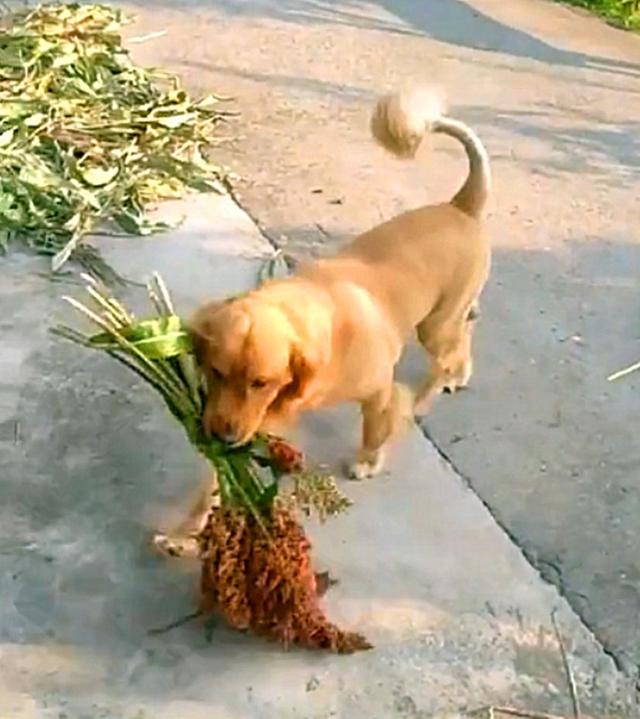 金毛帮主人下地干活儿,一次运送好几斤高粱,比人干的都利索