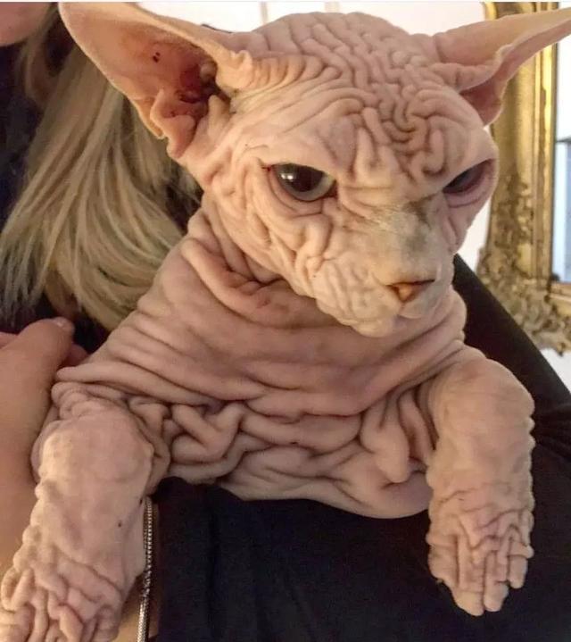 世界上最"丑"的宠物猫,古埃及神同名,全身褶皱还有5000粉丝|褶皱|全身