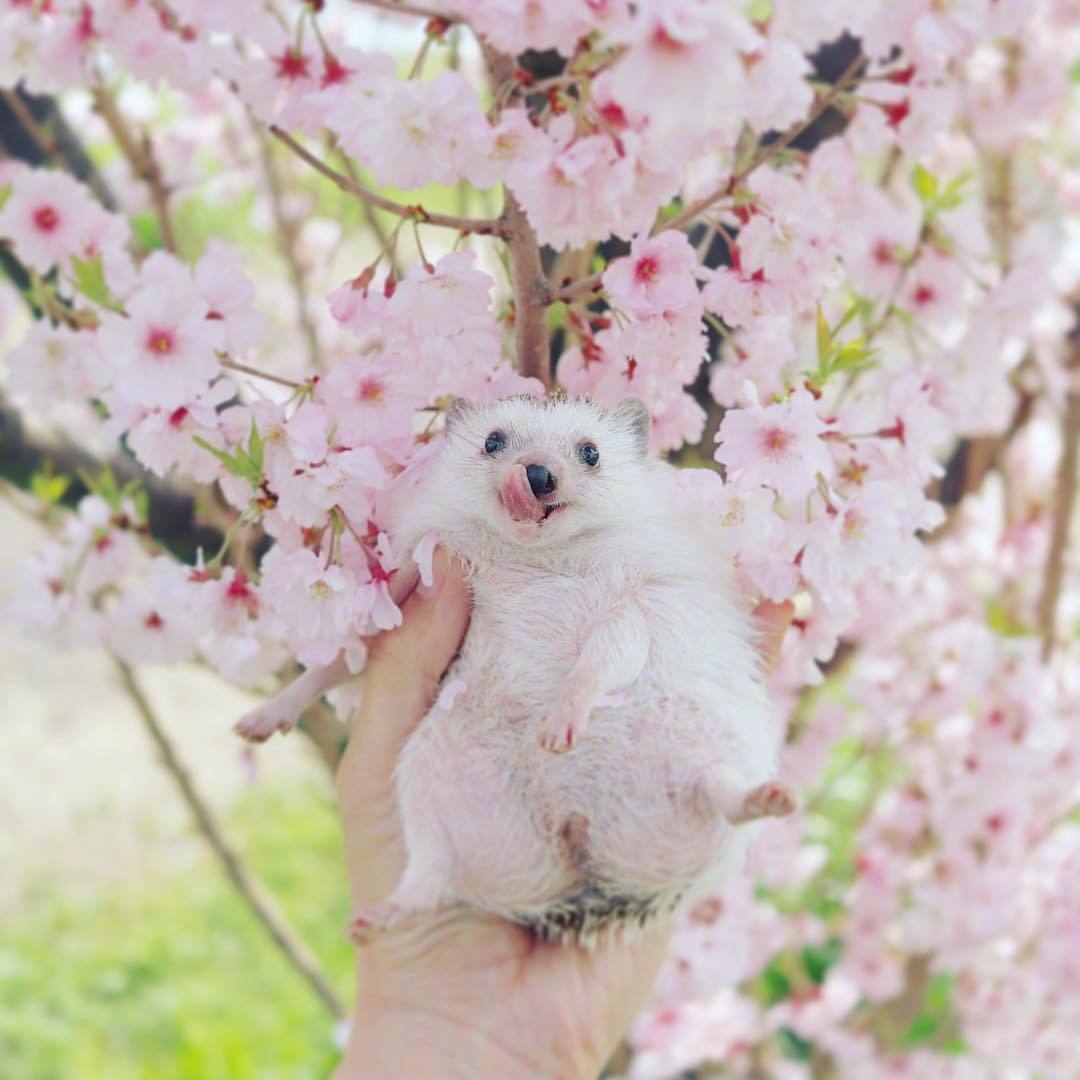 最近，日本这只赏花小刺猬在Instagram上走红啦~~小刺猬也好可爱|刺猬|走红|可爱_新浪新闻