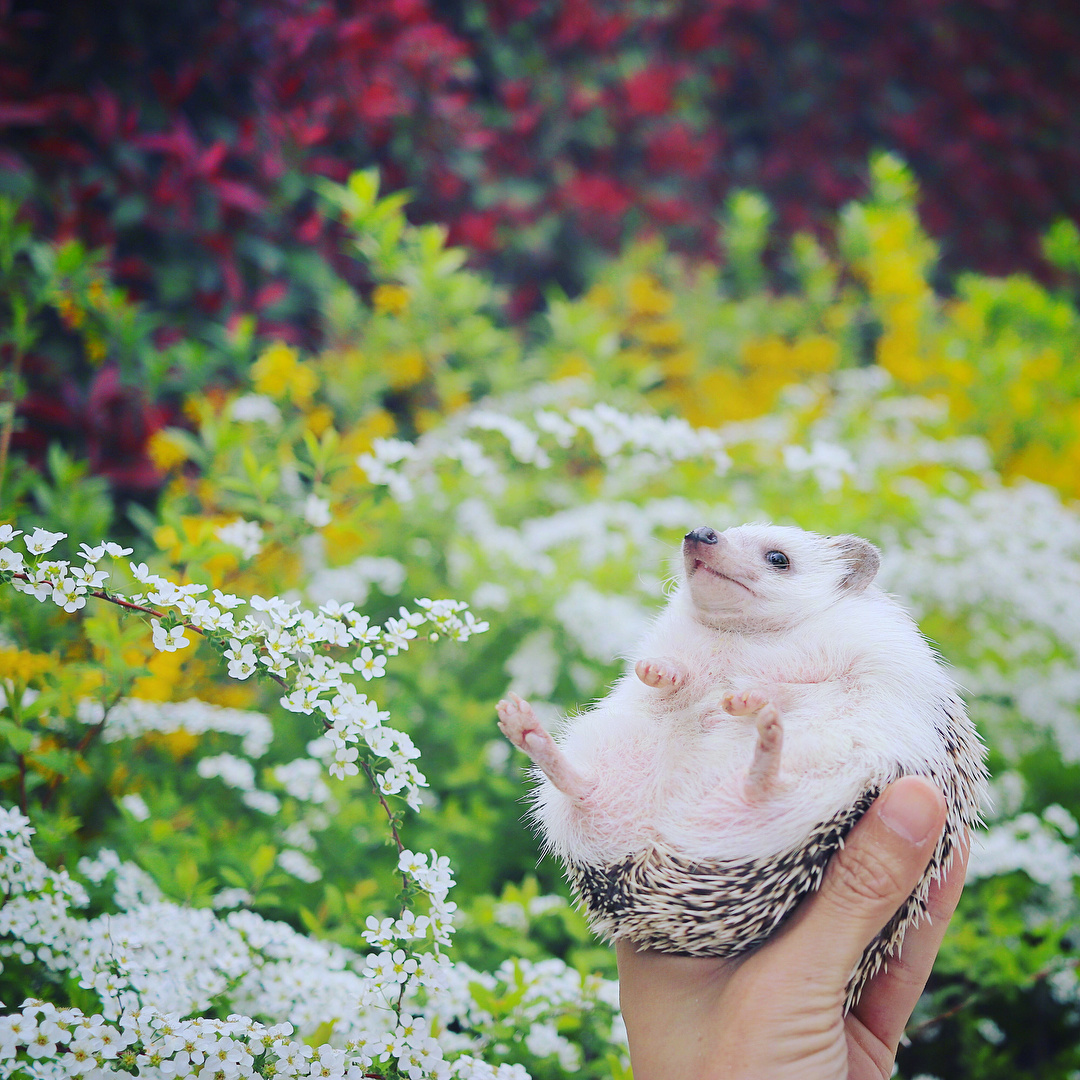 最近，日本这只赏花小刺猬在Instagram上走红啦~~小刺猬也好可爱|刺猬|走红|可爱_新浪新闻
